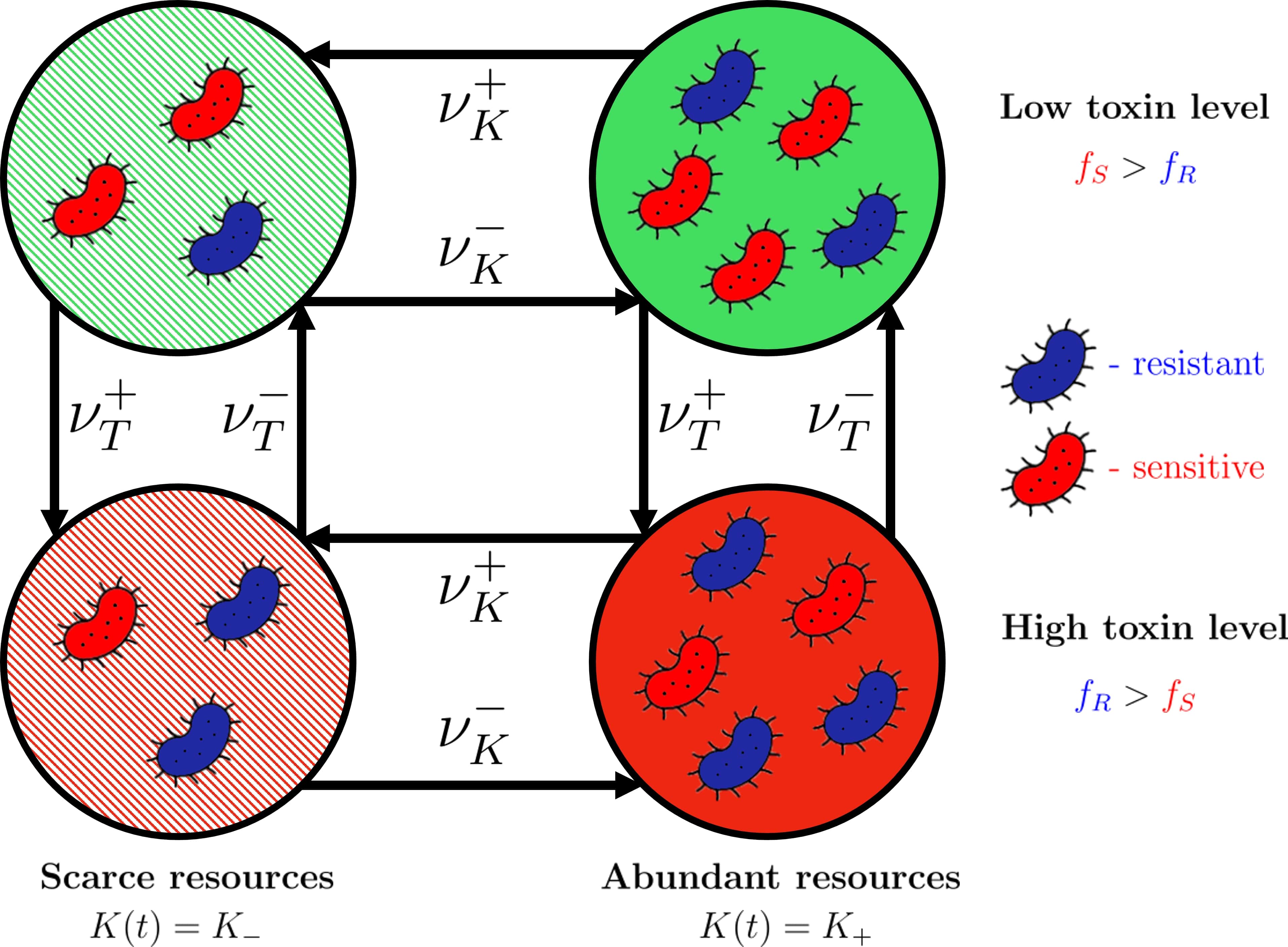 Coexistence of Competing Microbial Strains
